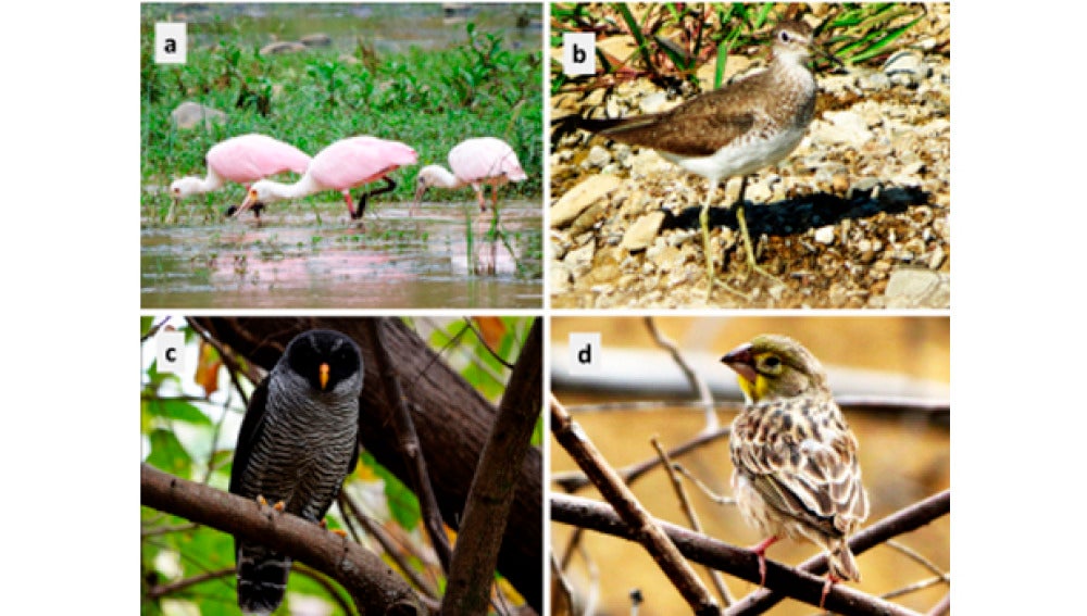 Descubren cuatro nuevas especies de aves en una zona muy amenazada del planeta