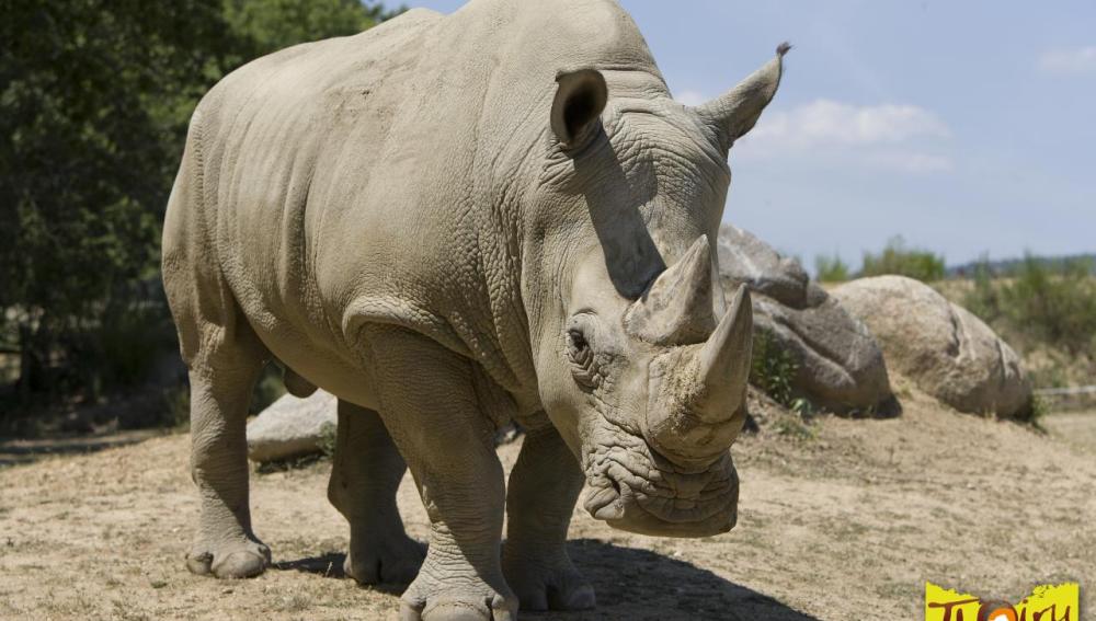 Matan al rinoceronte 'Vince' en un zoo de Francia para robarle su cuerno