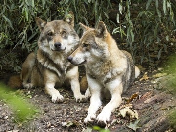 Un centenar de ONG ecologistas se manifiestan en Madrid para pedir la protección del lobo ibérico