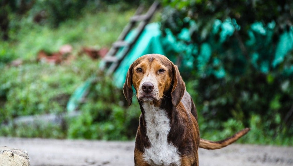 El Congreso aprueba la prohibición de cortar la cola a los perros