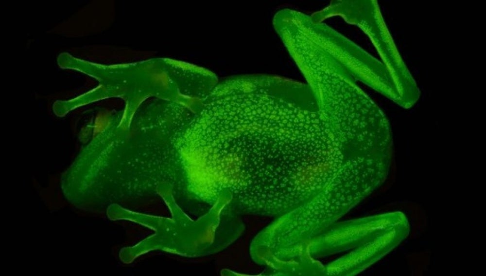 La primera rana fluorescente existe y se encuentra en Argentina