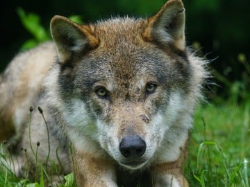 La Fiscalía de Asturias investiga la muerte de seis lobos en la región