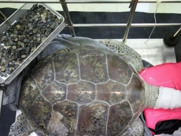 Muere Osmin, la tortuga a la que extrajeron cinco kilos de monedas de su estómago