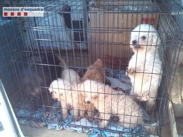 Detienen a un criador ilegal que cortaba las cuerdas vocales a perros Detienen a un criador ilegal que cortaba las cuerdas vocales a perros