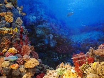 Las zonas muertas marinas amenazan a los arrecifes de corales de todo el mundo