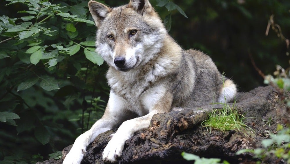 El lobo ibérico se encuentra en grave peligro en Guadalajara