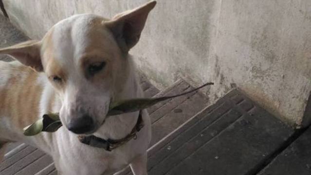 Tua Plu agradece a la mujer que le da de comer con pequeños regalos | Facebook