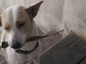 Tua Plu agradece a la mujer que le da de comer con pequeños regalos | Facebook
