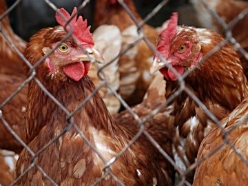 México debate condenar el maltrato animal tras una denuncia de Igualdad Animal México debate condenar el maltrato animal tras una denuncia de Igualdad Animal