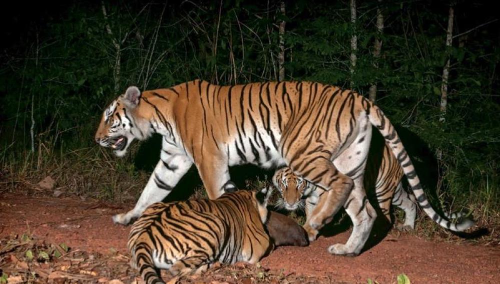 Descubren una nueva población de tigre de Corbett en Tailandia 