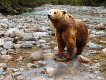 Nacen diez oseznos en el Pirineo en 2016, un hito histórico desde su reintroducción Nacen diez oseznos en el Pirineo en 2016, un hito histórico desde su reintroducción