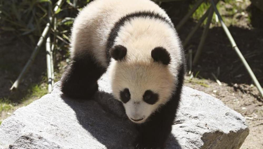 La reina Sofía, madrina de Chulina, la nueva osa panda del zoo de Madrid