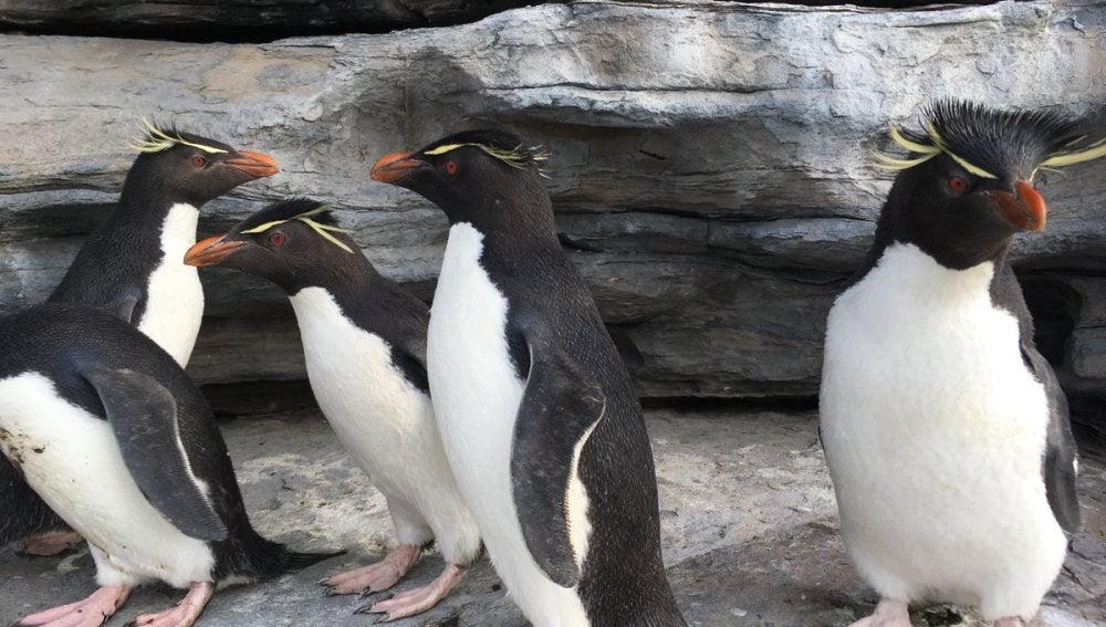 'Caminar entre pingüinos'con un corto para denunciar las amenazas a las que tienen que enfrentarse estas especies 