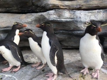 'Caminar entre pingüinos'con un corto para denunciar las amenazas a las que tienen que enfrentarse estas especies  