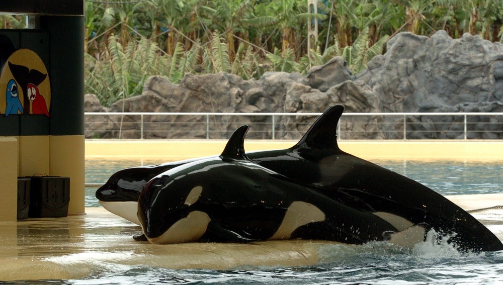 Nace la última orca en cautividad de SeaWorld 