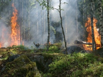 SEO/BirdLife alerta de las consecuencias medioambientales provocadas por los incendios en la cornisa cantábrica