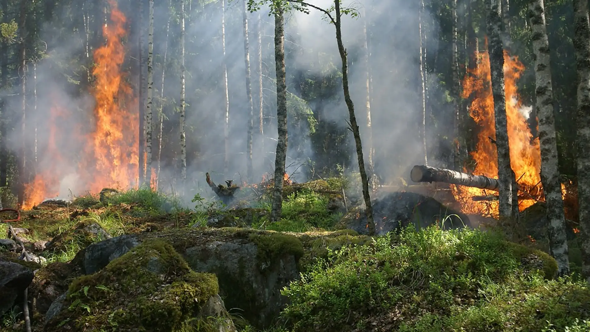 SEO/BirdLife alerta de las consecuencias medioambientales provocadas por los incendios en la cornisa cantábrica