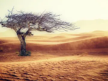 Un estudio con 1.166 especies confirma los efectos del cambio climático Un estudio con 1.166 especies confirma los efectos del cambio climático