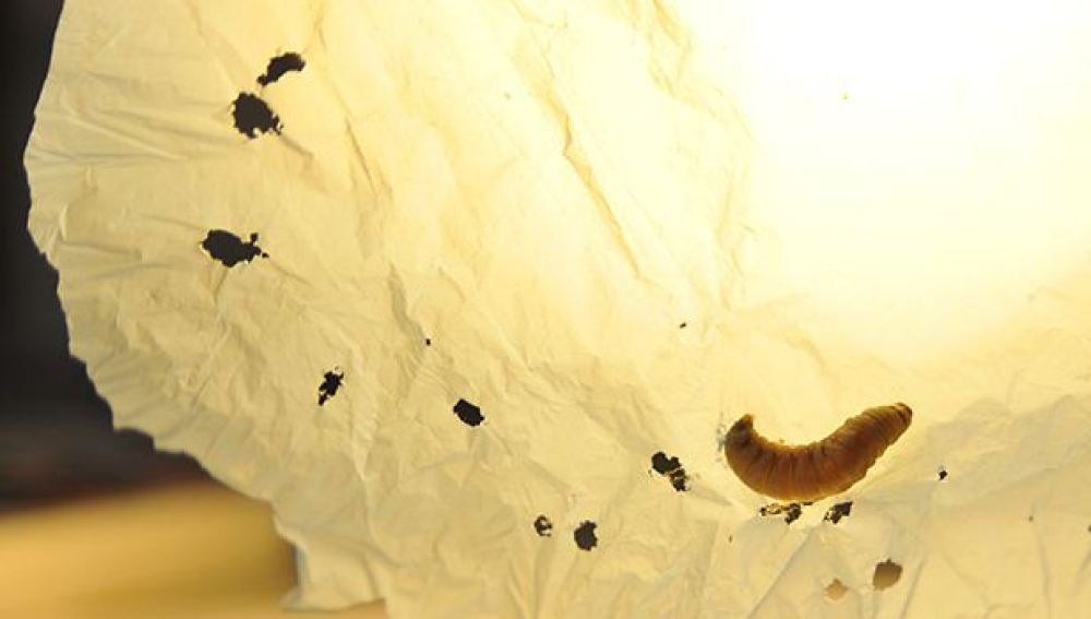 Científicos descubren que un gusano que come plástico podría ser la solución para acabar con los residuos 