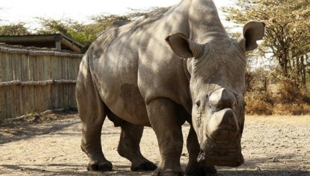 El último rinoceronte blanco busca pareja a través de Tinder 