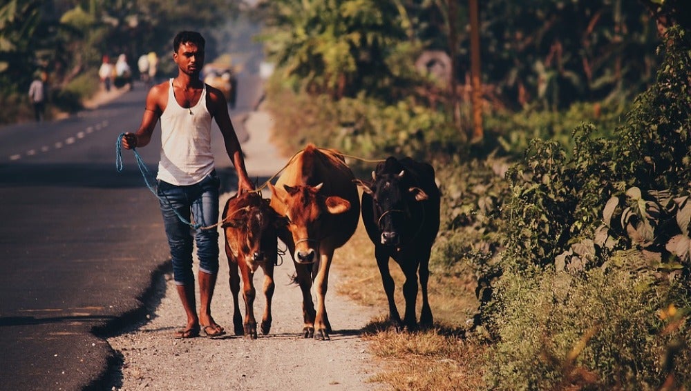  El Gobierno Indio estudia crear refugios para las vacas abandonadas en el país