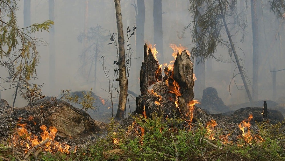 Asturias sufre 254 incendios forestales en los últimos días 