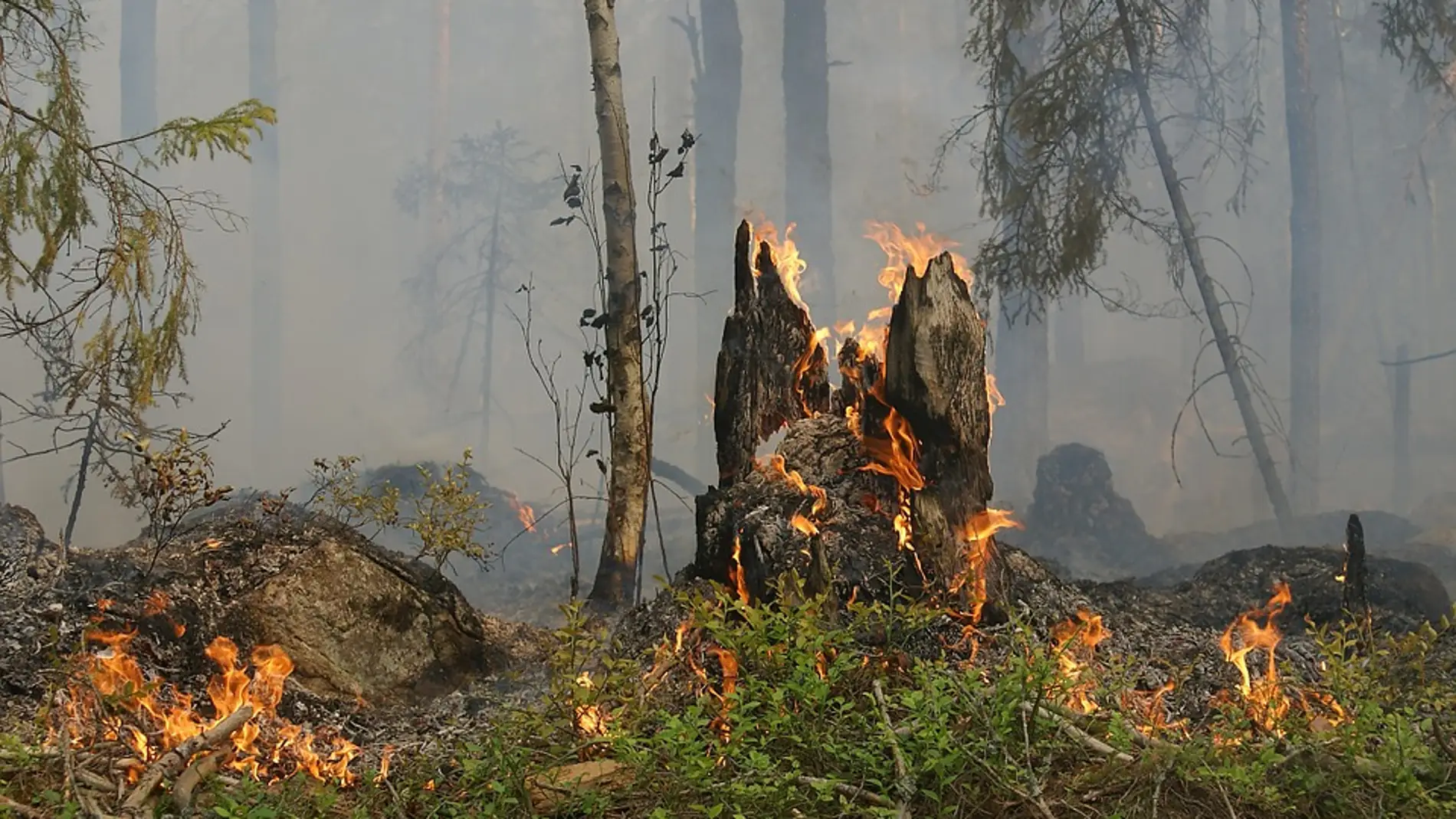 Asturias sufre 254 incendios forestales en los últimos días