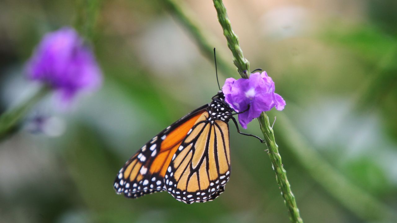 Cómo son las alas de las mariposas?: descubre sus secretos
