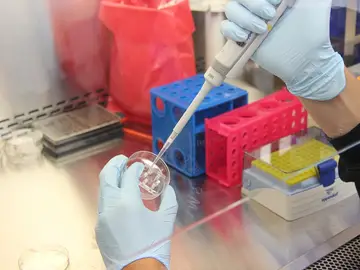 Un nuevo tratamiento contra la leucemia podría ser efectivo contra la leucemia linfoblástica aguda Un nuevo tratamiento contra la leucemia podría ser efectivo contra la leucemia linfoblástica aguda