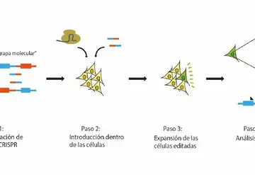 Un equipo del CNIO crea un sistema para recrear el sarcoma de Ewing en modelos celulares Un equipo del CNIO crea un sistema para recrear el sarcoma de Ewing en modelos celulares