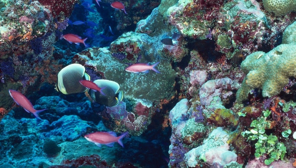 Los corales del Caribe contienen compuestos para combatir enfermedades como el VIH 