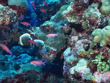 Los corales del Caribe contienen compuestos para combatir enfermedades como el VIH Los corales del Caribe contienen compuestos para combatir enfermedades como el VIH
