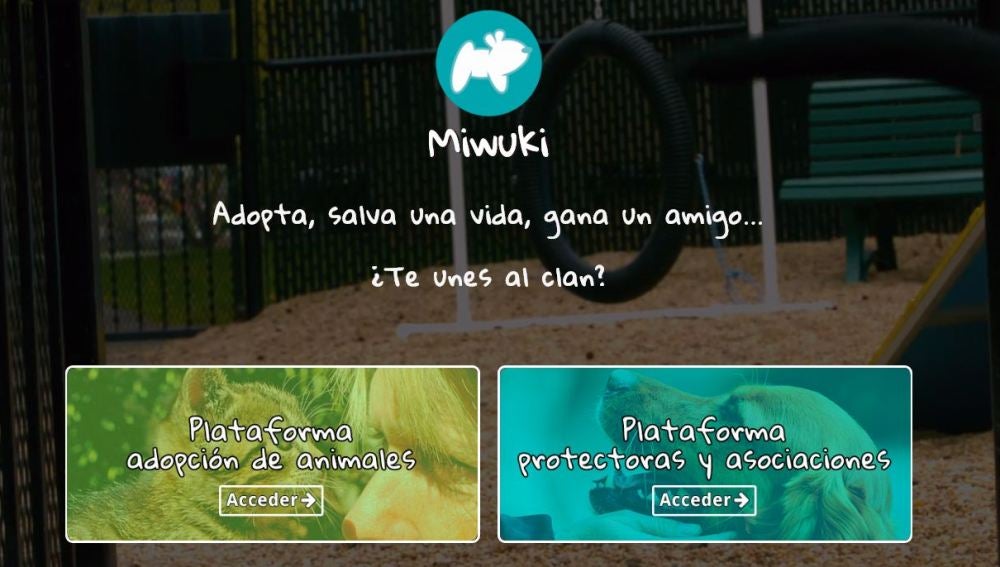 'Miwuki', una plataforma para adoptar animales que necesitan un nuevo hogar 