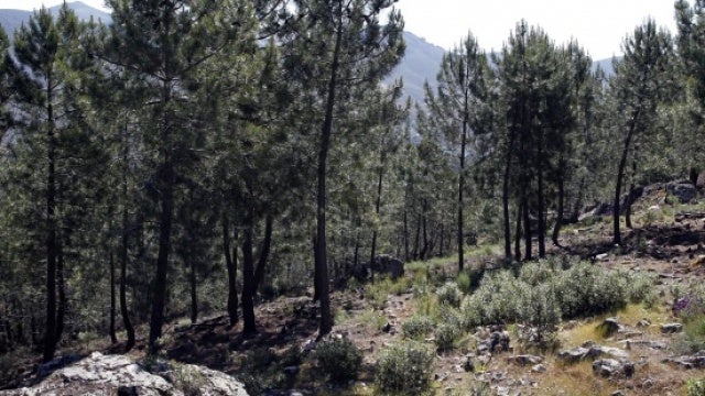 El polen del pino, indicador del cambio climático en España