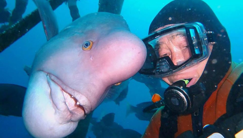  Un japonés lleva 25 años buceando para visitar a su amigo pez