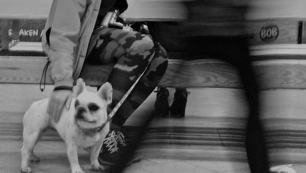 Unos 350 perros se desplazan al día en el Metro de Madrid 