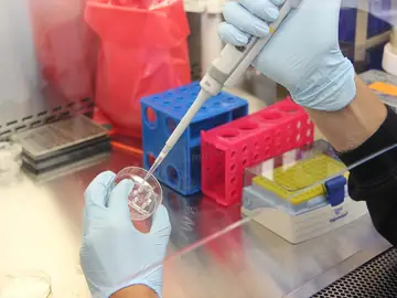 En un laboratorio manejan muestras En un laboratorio manejan muestras