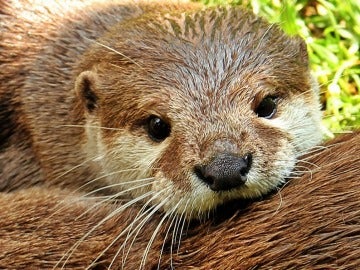 El 'Proyecto Nutria', una iniciativa para salvar a estos animales de la extinción El 'Proyecto Nutria', una iniciativa para salvar a estos animales de la extinción