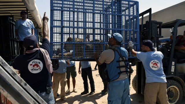 "Misión imposible" rescata a un los animales de la Disneylandia siria