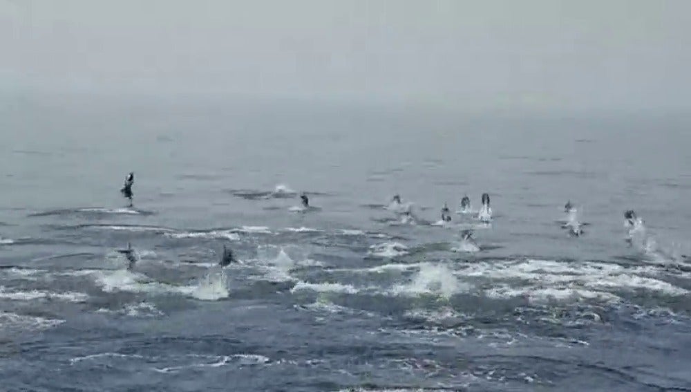 Decenas de delfines en Cabo de Gata
