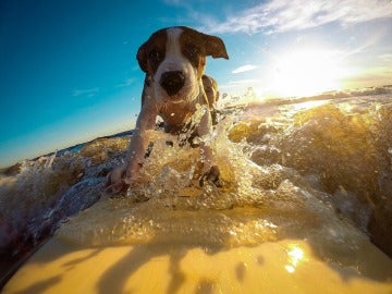 Perro en el mar Perro en el mar