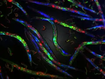Problemas en la replicacion del ADN causan cambios epigeneticos que se heredan Problemas en la replicacion del ADN causan cambios epigeneticos que se heredan