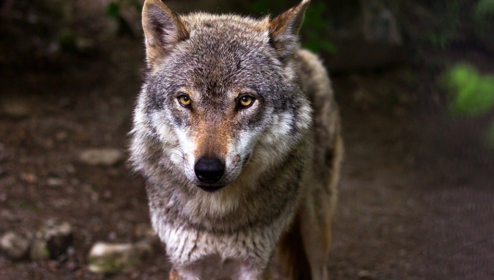 Imagen de archivo de un lobo ibérico