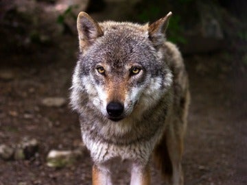 Imagen de archivo de un lobo ibérico