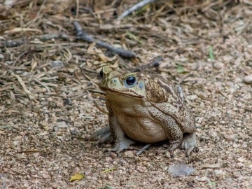 Crean un sistema para clasificar las especies invasoras en función del daño que originan Crean un sistema para clasificar las especies invasoras en función del daño que originan