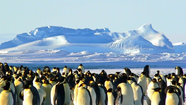 Los pingüinos portan contaminantes al ecosistema terrestre