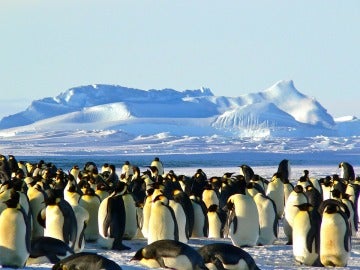 Los pingüinos portan contaminantes al ecosistema terrestre