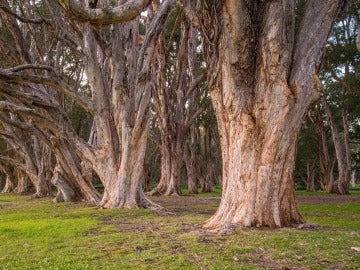 Imagen de archivo de un árbol centenario