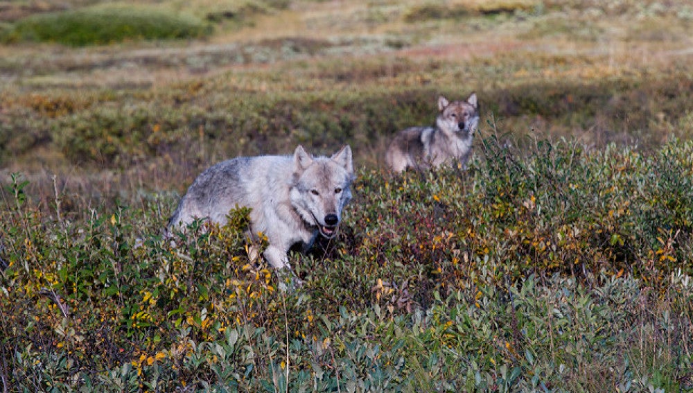 La WWF pide que se frene el “exterminio oficial” del lobo en Asturias
