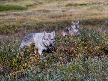 La WWF pide que se frene el “exterminio oficial” del lobo en Asturias